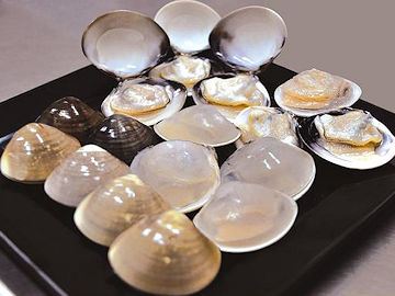 FROZEN COOKED WHITE CLAM - whole clam, half shell clam