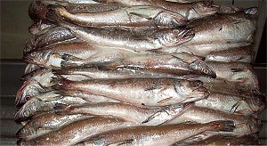 hake