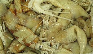 illex squid