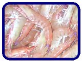 australian prawn exports