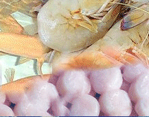 queensland seafood live fish shrimps prawns