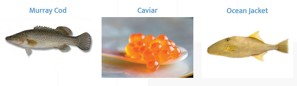 Caviar - Atlantic Salmon Caviar, Rainbow Trout Caviar, Golden Pearls Caviar - either Chilled or Frozen, Murray Cod fish, Ocean Jacket fish