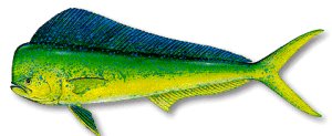 mahi mahi, dorado, dolphin fish