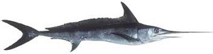 SWORDFISH - Large pelagic fish caught in Curacao, Netherlands Antilles