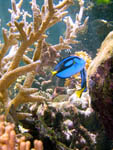 Reef HQ blue tangs s