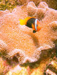 Reef HQ carpet anemone and clown fish