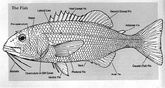 Anatomy of a Fish