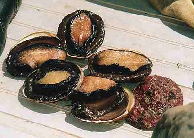 Black Lip Abalone