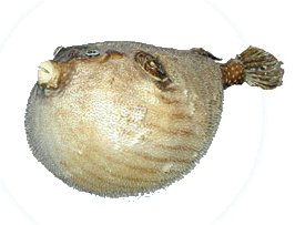 Fugu is the Japanese word for Tetraodon, aka blowfish, pufferfish, globefish, and swellfish. Its name comes from the shape it becomes when threatened