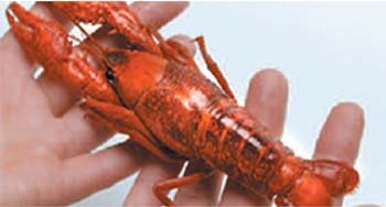 Pick a nice crawfish with a big tail