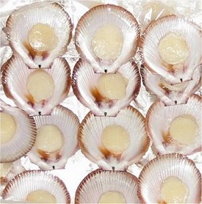 Fresh Scallops on Shell, shellfish, scallop