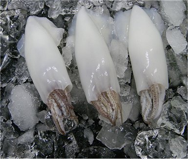 picture showing what fresh squid looks like