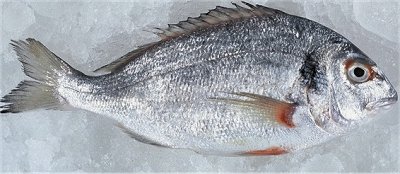 Picture of a fresh whole fish. Notice the bright eyes- this is a very good indication of the freshness of whole fish. The longer the fish have been dead, the more the eyes are glazed or opaque, dull or sunken.