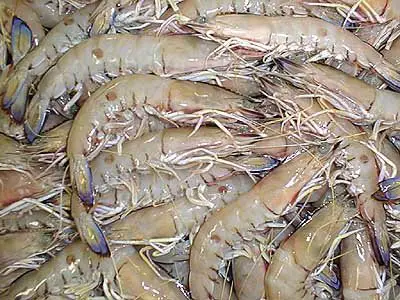 Freshly caught Red Spot King Prawns - Very Fresh Shrimp