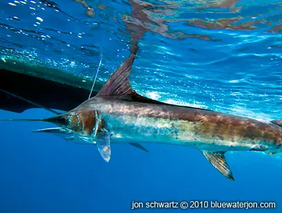 underwater photo of marlin at boat