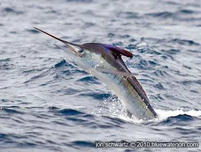 Jumping striped marlin