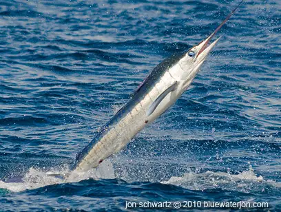 striped marlin