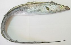 Hairtail (Trichiurus coxii) or Ribbonfish Photo