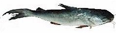 Blue Catfish.jpg (3989 bytes)