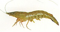 small photo of an Eastern King Prawn, australian king prawn