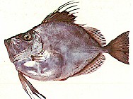 SilverDory.jpg (12062 bytes)