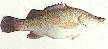 Murray Cod (Maccullochella peeli) Photo