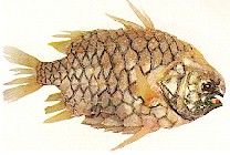 pineapplefish.jpg (13311 bytes)