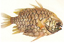 pineapplefish.jpg (13311 bytes)