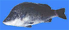 Silver perch photo, australian silver perch