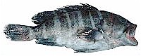 banded rock cod, Epinephelus ergastularius, bar cod, reef cod, cod fish, 