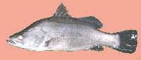 small photo of australian barramundi, asian sea bass, sustainable seafood