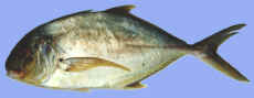 bigeyetrevally.jpg (3413 bytes)