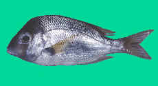 Bream (Sparidae) Photograph