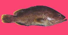 Maori Cod (Epinephelus undulatrostriatus) photo