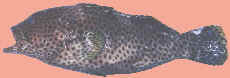 Spotted Cod (Epinephelus) photo