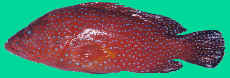 Tomato Cod Fish, Coral Cod Fish photo