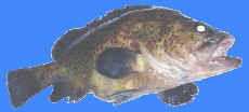 wirrah cod, old boot cod, cod fish