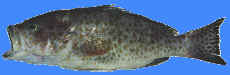 yellow spotted rock cod, cod fish, Grouper or Sea Bass (Epinephelus species)