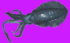 cuttle fish whole