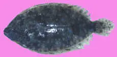 floundersmall.jpg (3452 bytes)