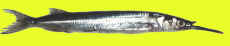 garfish.jpg (2206 bytes)