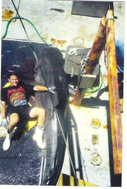 14 ft tiger shark off Cairns, Australia