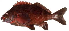 Banded Morwong - Cheilodactylus spectabilis