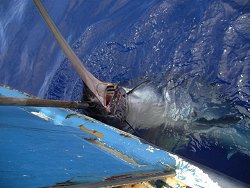 Swordfish being eaten by a shark going.....