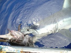 Swordfish being eaten by a shark - going...