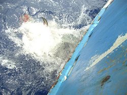 Broadbill swordfish eaten by a shark - gone!