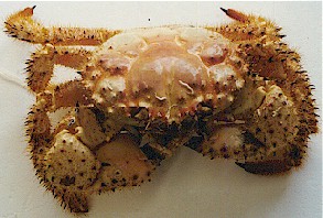 ChampagneCrab.jpg (28069 bytes)