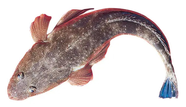 Australian dusky flathead fish
