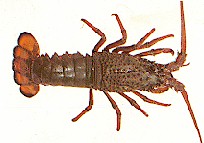 EasternLobster.jpg (12381 bytes)