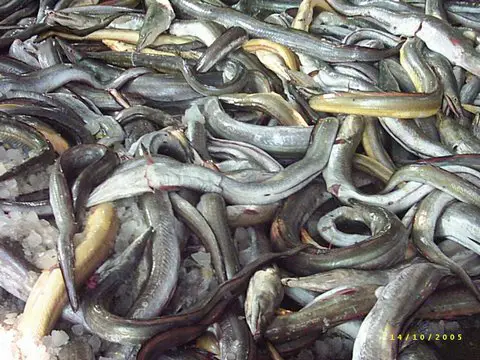 fresh eel, eels on ice, longfin eel photo